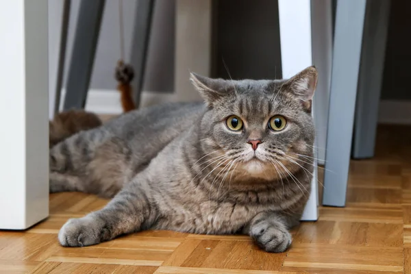 Ein Bild Einer Niedlichen Britischen Katze Die Auf Dem Boden — Stockfoto