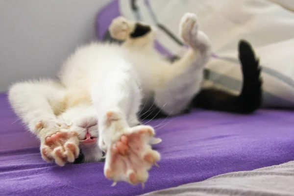 Een Cute Kitty Speelt Met Haar Poten — Stockfoto