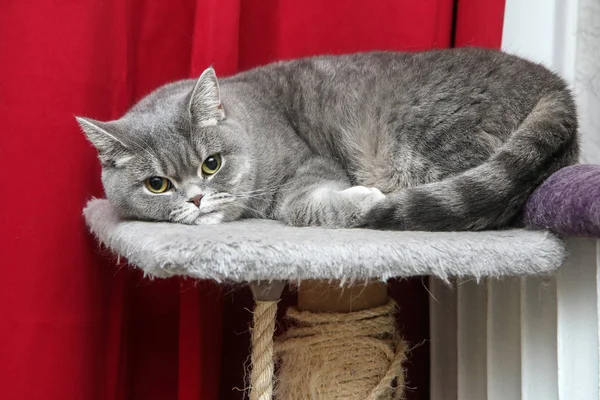 Lindo Gato Británico Está Relajando Raspador Poco Escéptico Gruñón Debido —  Fotos de Stock