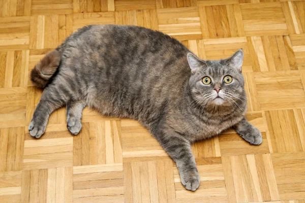 Cute Lazy British Cat Lying Floor Looking Popped Scared — Stock Photo, Image