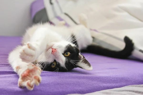 Een Cute Kitty Speelt Met Haar Poten — Stockfoto