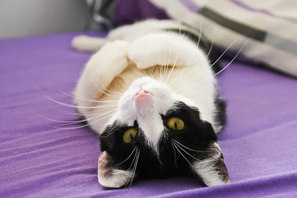 Eine Süße Katze Schläft Während Sie Ihre Pfoten Hält — Stockfoto