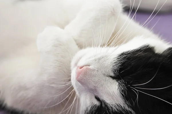 Lindo Gato Está Durmiendo Mientras Sostiene Sus Patas —  Fotos de Stock