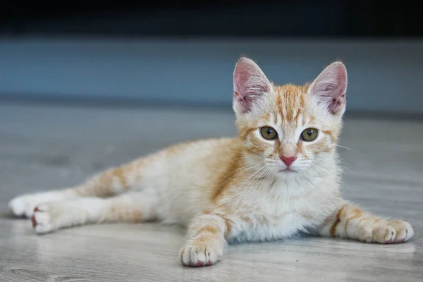 Een Leuke Schattige Tabby Tomcat Ligt Vloer Kijkt — Stockfoto