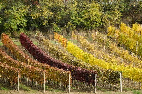 Detalhe Vinha Durante Outono — Fotografia de Stock