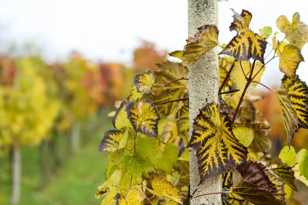 Detalhe Vinha Durante Outono — Fotografia de Stock