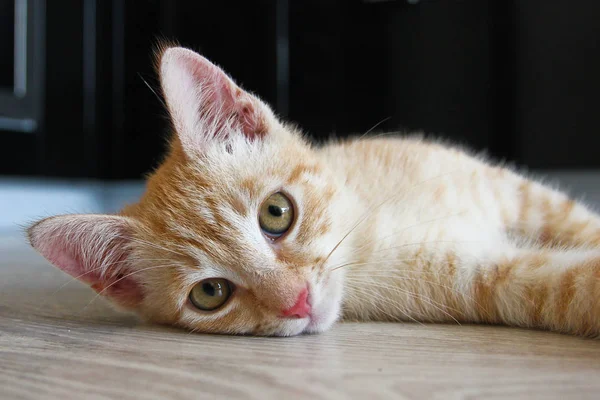 Een Leuke Schattige Tabby Tomcat Ligt Vloer Kijkt — Stockfoto