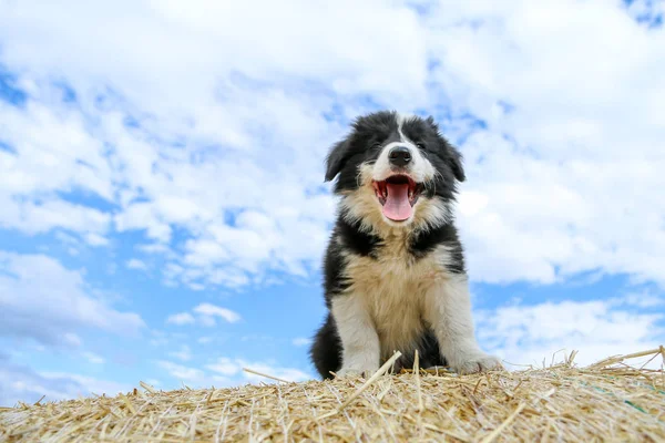 Cute Puppy Siedzi Belę Siana Uśmiechając Się — Zdjęcie stockowe