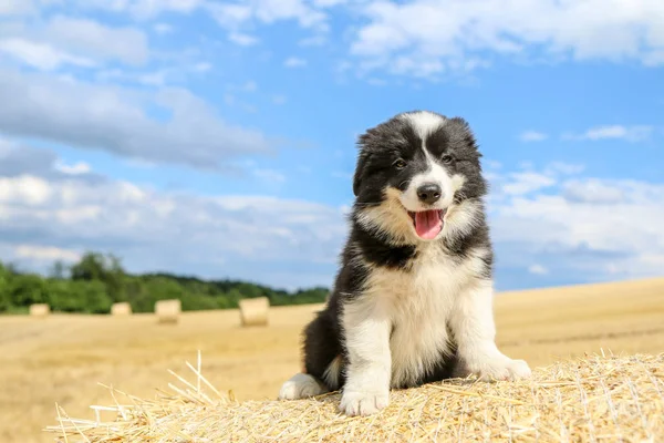 Cute Puppy Siedzi Belę Siana Uśmiechając Się — Zdjęcie stockowe