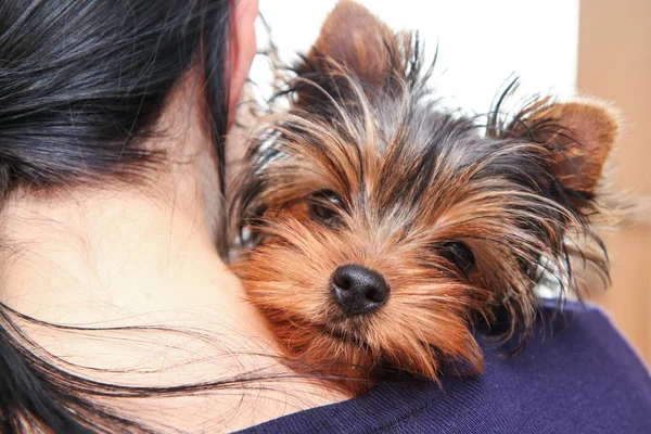 Una Linda Chica Yorkshire Terrier Joven Está Los Brazos Del — Foto de Stock