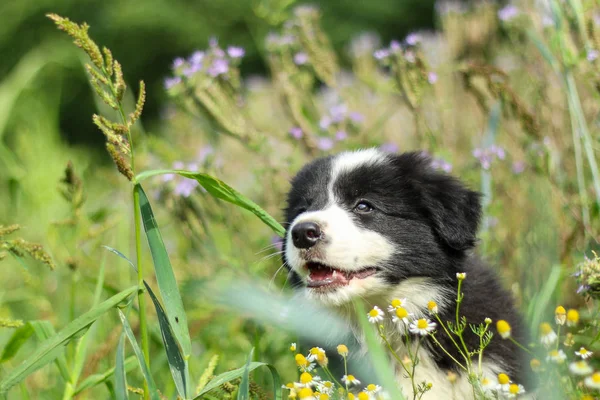 かわいい子犬は フィールド上の草の中に横たわっている 幸せそうに 満足している 微笑んでいるように — ストック写真