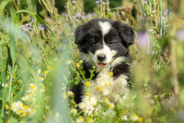 かわいい子犬は フィールド上の草の中に横たわっている 幸せそうに 満足している 微笑んでいるように — ストック写真