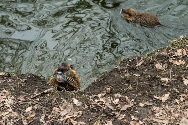 Obrázek Coypus Praze České Republice Žijí Vodě Městě Jsou Problémem — Stock fotografie