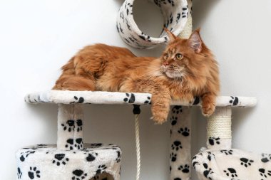 Şirin bir Maine Coon kedi oyun şirketten yalan söylemek ve rahatlatıcı. 
