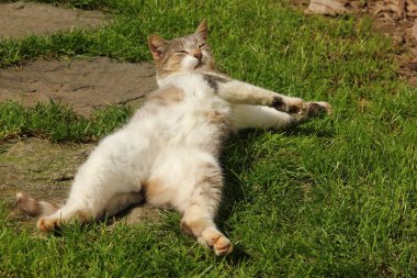 Bir kedi çim üzerinde yalan ve güneşin tadını. O uyku ve rüya. 