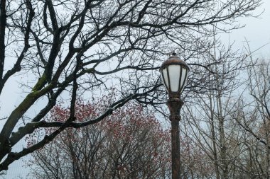 Kışın bir parkta lamba. Gün soğuk ve dallarda yaprak yok..