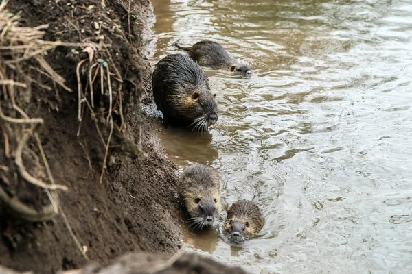 Obrázek Coypus Praze České Republice Žijí Vodě Městě Jsou Problémem — Stock fotografie