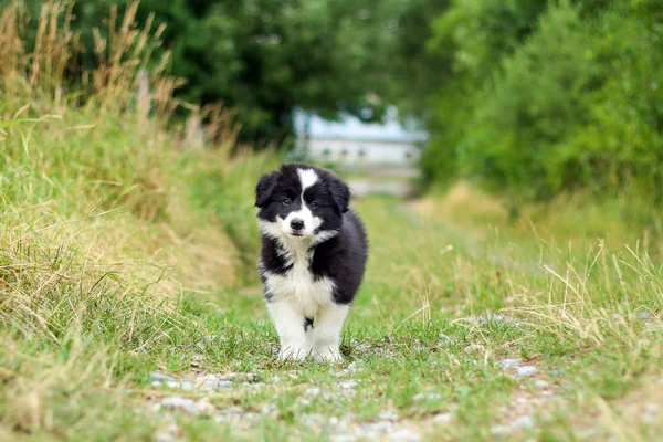 Chiot Mignon Pose Dans Herbe Sur Terrain Elle Air Heureuse — Photo