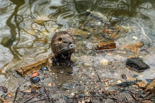 Obrázek Coypus Praze České Republice Žijí Vodě Městě Jsou Problémem — Stock fotografie