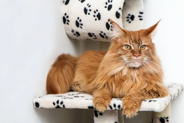 Şirin bir Maine Coon kedi oyun şirketten yalan söylemek ve rahatlatıcı. 