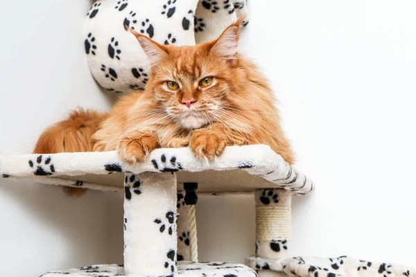 Eine Süße Maine Coon Katze Liegt Auf Dem Spielhaus Und — Stockfoto