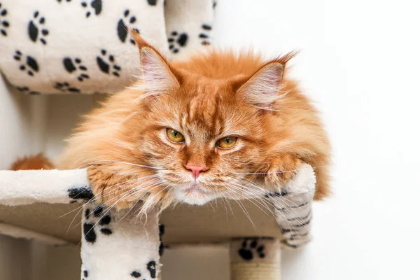 Eine Süße Maine Coon Katze Liegt Auf Dem Spielhaus Und — Stockfoto