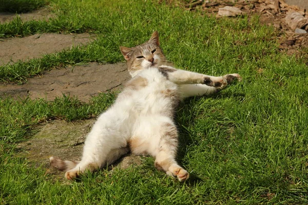 Een Kat Het Gras Liggen Genieten Van Zon Slapen Dromen — Stockfoto