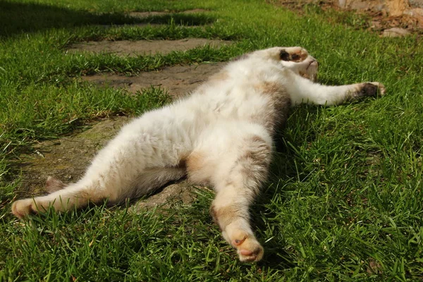 Gato Está Tumbado Hierba Disfrutando Del Sol Ella Está Durmiendo — Foto de Stock