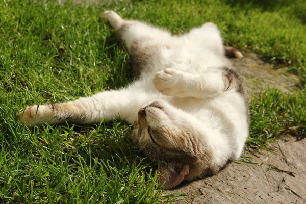 Een Kat Het Gras Liggen Genieten Van Zon Slapen Dromen — Stockfoto