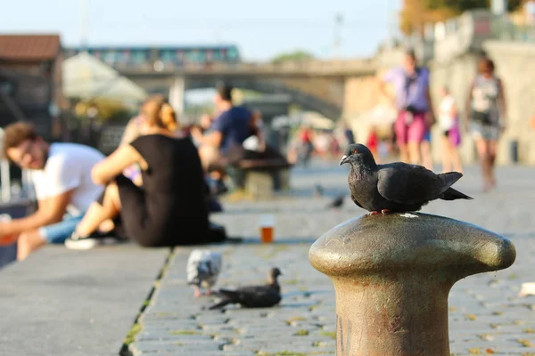 Pombo Está Sentado Beira Rio Olhando Para Pessoas Relaxantes — Fotografia de Stock