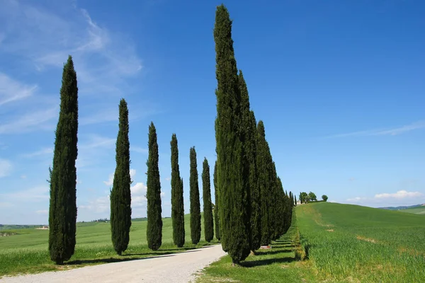 Beco Cipreste Toscana Durante Belo Dia Primavera — Fotografia de Stock
