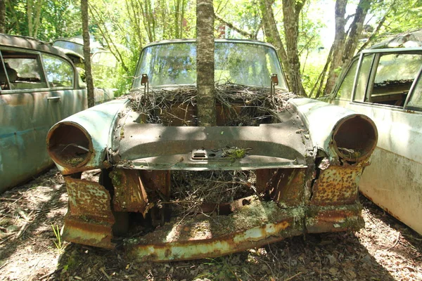 Los Coches Convirtieron Naufragios Profundos Los Bosques Suecos Naturaleza Está — Foto de Stock