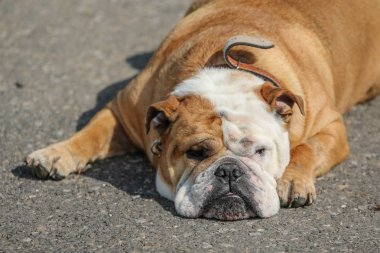 Uykulu bir bulldog bakıyorsun yerde yatan. 