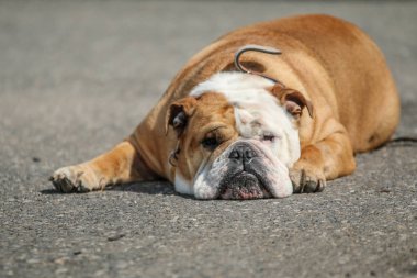 Uykulu bir bulldog bakıyorsun yerde yatan. 