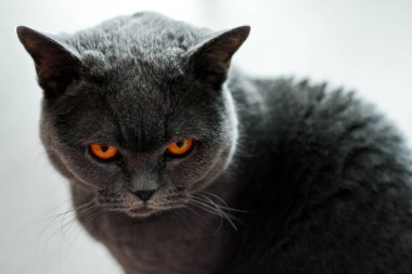 Bir İngiliz kedisi sana kızgın bakıyor.. 