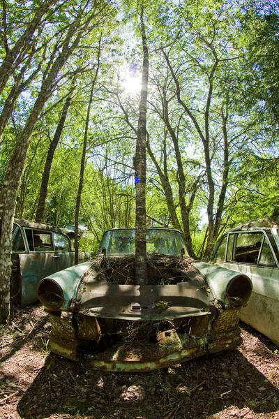 Los Coches Convirtieron Naufragios Profundos Los Bosques Suecos Naturaleza Está — Foto de Stock