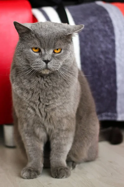 Eine Britische Katze Schaut Dich Wütend — Stockfoto