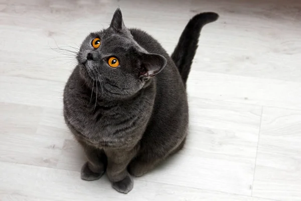 Eine Süße Britische Katze Blickt Auf Und Lächelt — Stockfoto