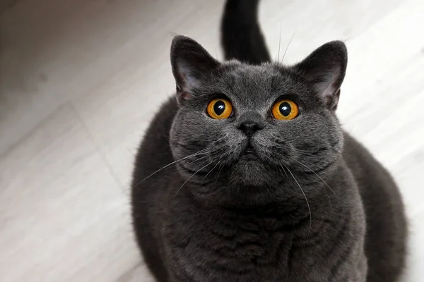Eine Süße Britische Katze Blickt Auf Und Lächelt — Stockfoto