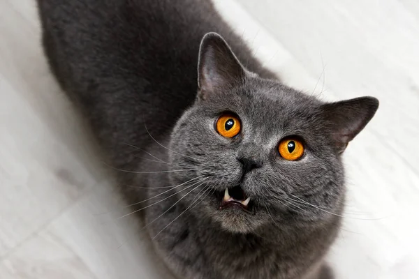 Eine Britische Katze Schaut Auf Und Zeigt Ihre Zähne — Stockfoto