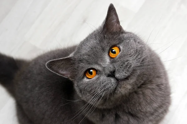 Eine Britische Katze Lächelt Dich Schaut Auf Und Sieht Sehr — Stockfoto