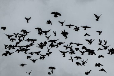 Yağmurlu karanlık gökyüzünün altında bir güvercin sürüsü uçuyor.. 