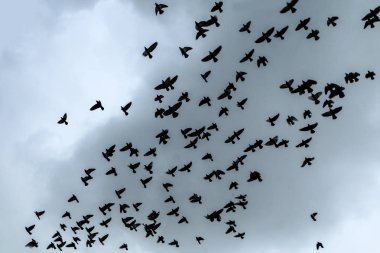 Yağmurlu karanlık gökyüzünün altında bir güvercin sürüsü uçuyor.. 