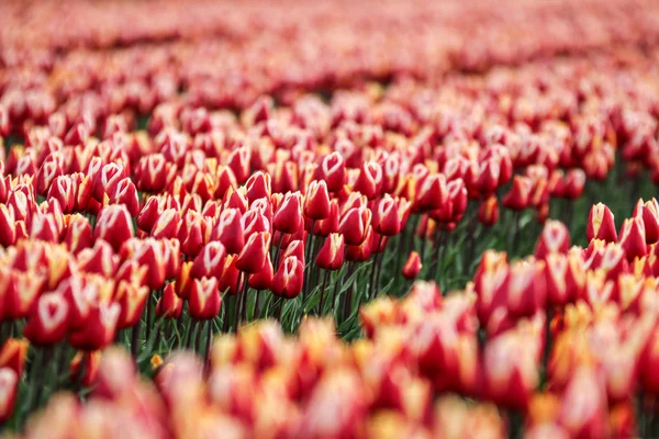 Zdjęcie Niesamowite Pola Tulipanów Holandii Ciągu Dnia Zachmurzenie Deszczowa Wiosna — Zdjęcie stockowe