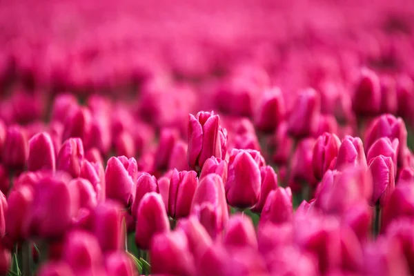 Zdjęcie Niesamowite Pola Tulipanów Holandii Ciągu Dnia Zachmurzenie Deszczowa Wiosna — Zdjęcie stockowe