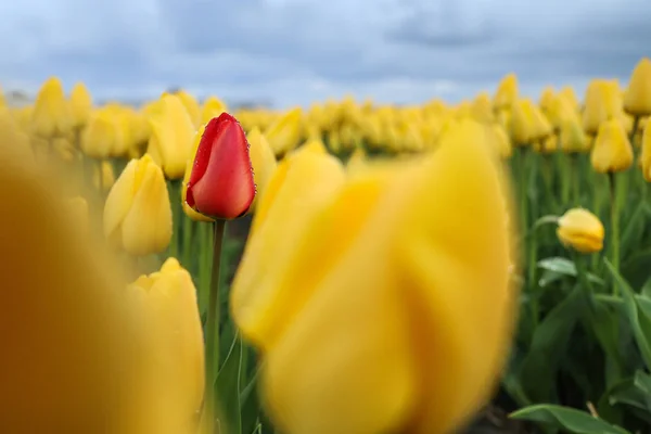 Zdjęcie Niesamowite Pola Tulipanów Holandii Ciągu Dnia Zachmurzenie Deszczowa Wiosna — Zdjęcie stockowe