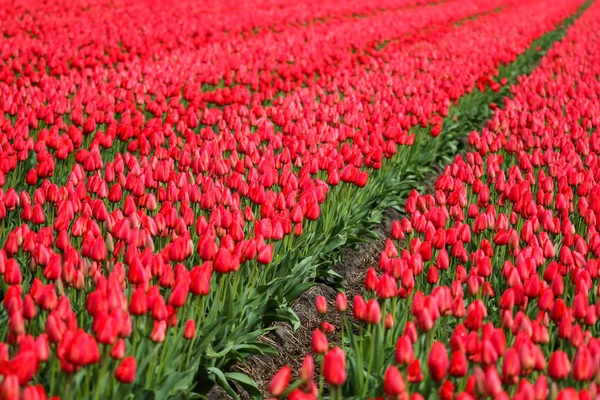 在多云多雨的春日 荷兰令人惊讶的郁金香田的图片 五颜六色的花朵到处都是 — 图库照片