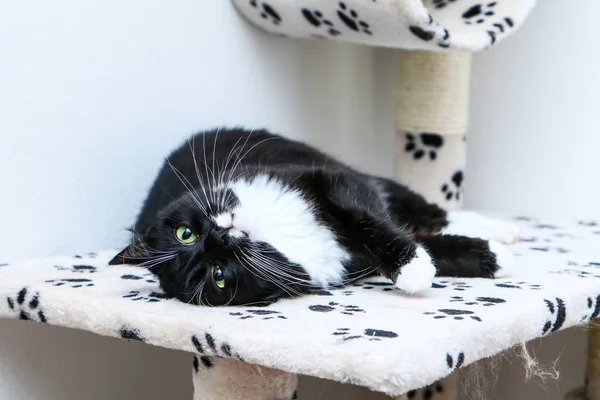 Een Schattige Zwarte Kat Met Groene Ogen Ligt Het Spelhuis — Stockfoto