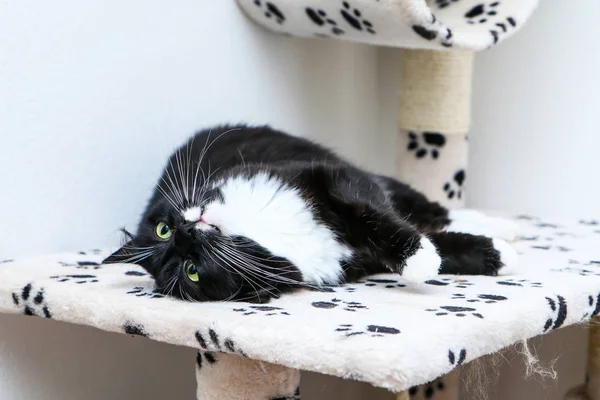 Eine Süße Schwarze Katze Mit Grünen Augen Liegt Auf Dem — Stockfoto