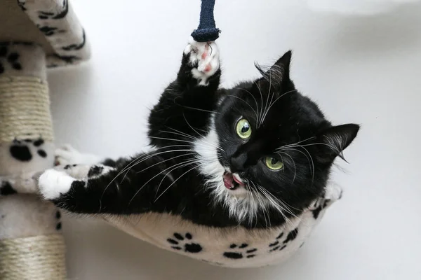 A cute black cat with green eyes is lying on the play house and is relaxing.